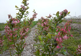 ブルーベリー2 写真