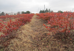 ブルーベリー3 写真