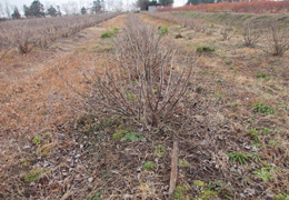 ブルーベリー4 写真